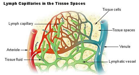 how are lymph capillaries similar to blood vessels